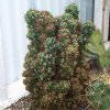 cereus_peruvianus_monstruosa